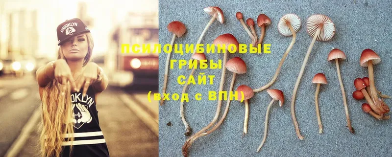 это формула  OMG маркетплейс  Екатеринбург  Галлюциногенные грибы Psilocybe 